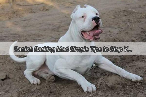 Banish Barking Mad Simple Tips to Stop Your Dogs IllusionInduced Misadventures